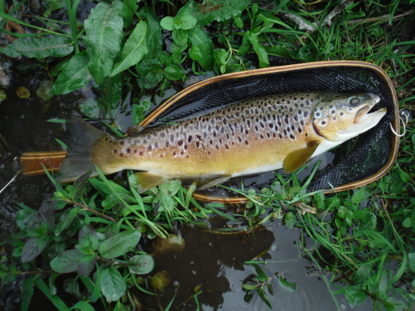 Avon brown trout